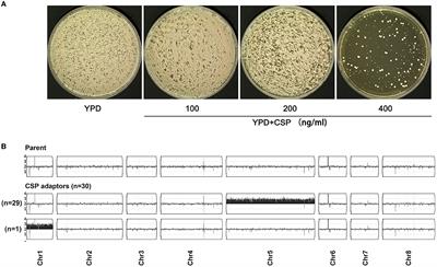 Aneuploidy enables cross-tolerance to unrelated antifungal drugs in Candida parapsilosis